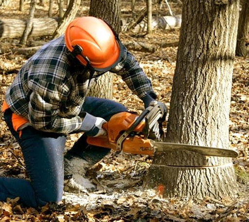 Tree Removal in Sugar Hill, NH
